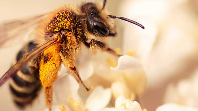 El escarabajo verde - El declive de las abejas